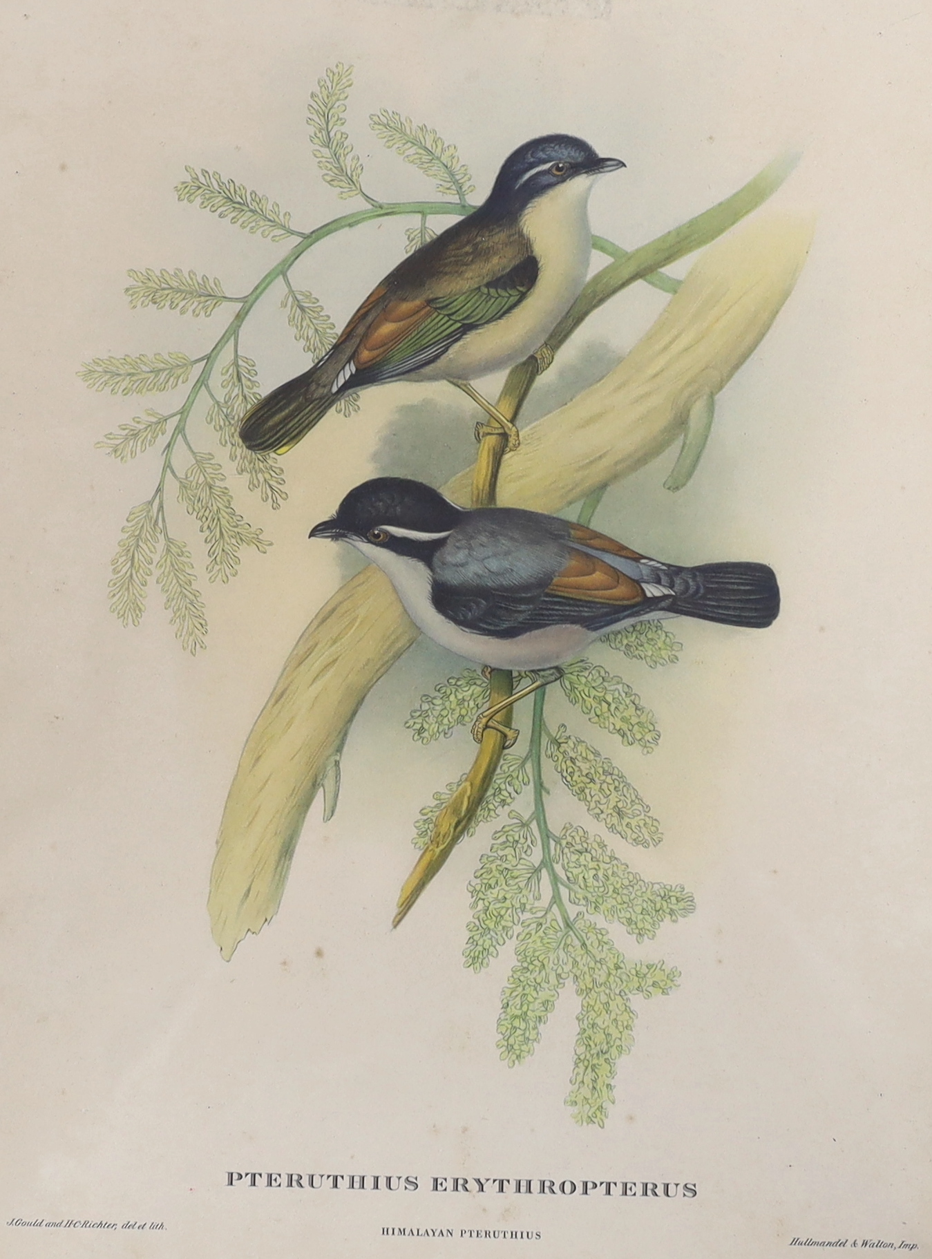 After John Gould (1804-1881) and H C Richter (1821-1902), set of three colour lithographs, including ‘Giant Trogon’ and ‘The Earl of Derby's parakeet’, 39 x 29cm